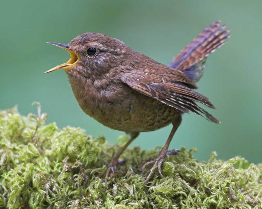 Pacific_Wren_b57-3-102_l_1