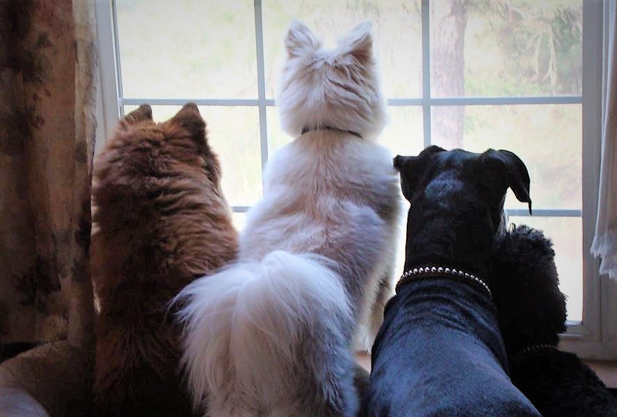 dogs at window 14 (2)